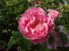 Rosa Mary Rose 2018-09-21 1431