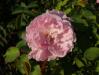 Rosa Mary Rose 2018-09-21 1428