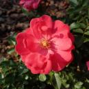 Rosa Knirps 2018-09-21 1671