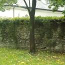 Mur z basztą Plotkarą (10) (jw14)