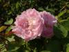 Rosa Mary Rose 2018-09-21 1429
