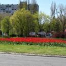 Tulip roundabout (tulipanowe rondo) - panoramio