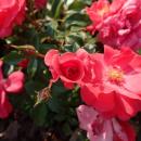 Rosa Knirps 2018-09-21 1674