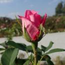 Rosa Madame Knorr 2018-09-21 1442