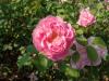 Rosa Mary Rose 2018-09-21 1430